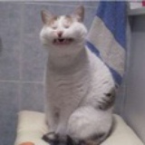 苏小左