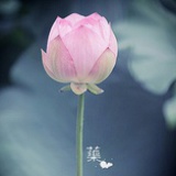 莲与石