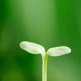 泡泡会飞
