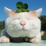无国度的猫