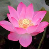 珊瑚