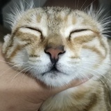 吃火锅辣