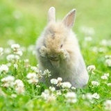 一只跳跳兔