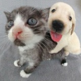 猫薄荷