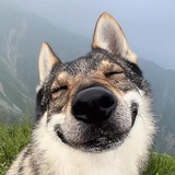 秃头小王