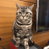 淘淘小肥猫
