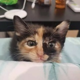 不懂爱情的猫