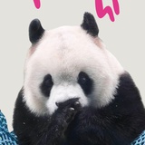 胖大海的心上姨