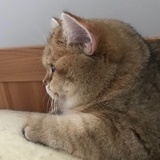 知之为知之