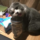 液氮草莓