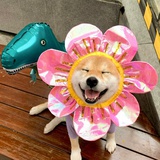 新垣结衣的表妹