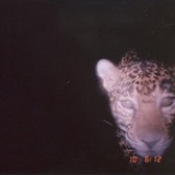 creature
