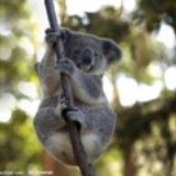 考拉考拉koala