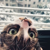 Kiki锦