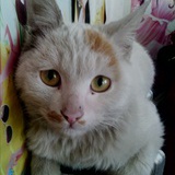 大懒猫