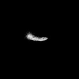 Eintagsfliegen
