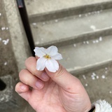 阿尔卑斯小蜜蜂