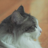 小鼻泡_熊熊