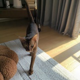 加勒比海苔