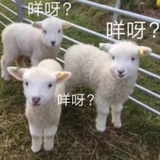 路路卡