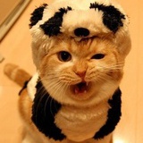 猫哩个喵