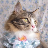 短尾巴的小猫咪