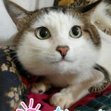 好吃懒做的猫