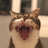 怪喵