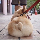 小朱