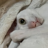 鲸坐起