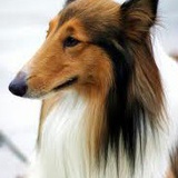 悍犬
