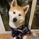 榴莲拉屎臭芝士