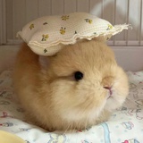 你是不是油猫饼