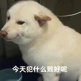 今天犯什么建好