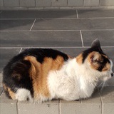 不想说话