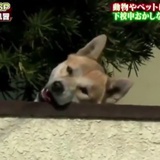 吖曦吖