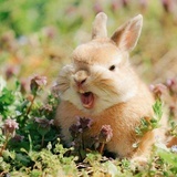 🐰ྀི