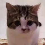 小木虫