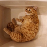 大脸猫爱吃鱼