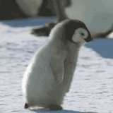 IceBearlikeD