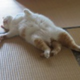 无耻猫