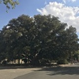 胡萝卜苹果和姜