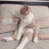 爱逛超市小闲鱼