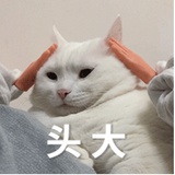 猫猫不睡我不睡