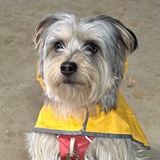 肉汤拌饭吃八碗