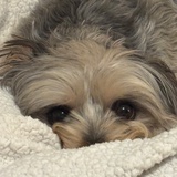 肉汤拌饭吃八碗