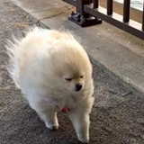 恩呜可