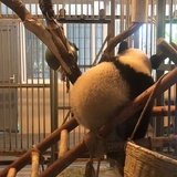 喵了个星人