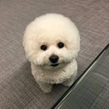 屿安