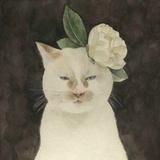 橘兮。